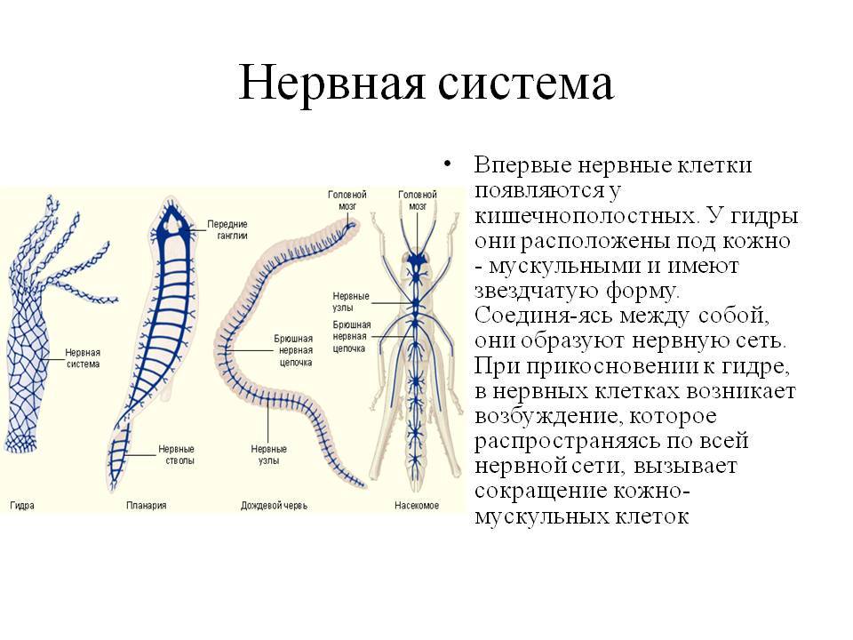 Kraken ссылка krakens13 at